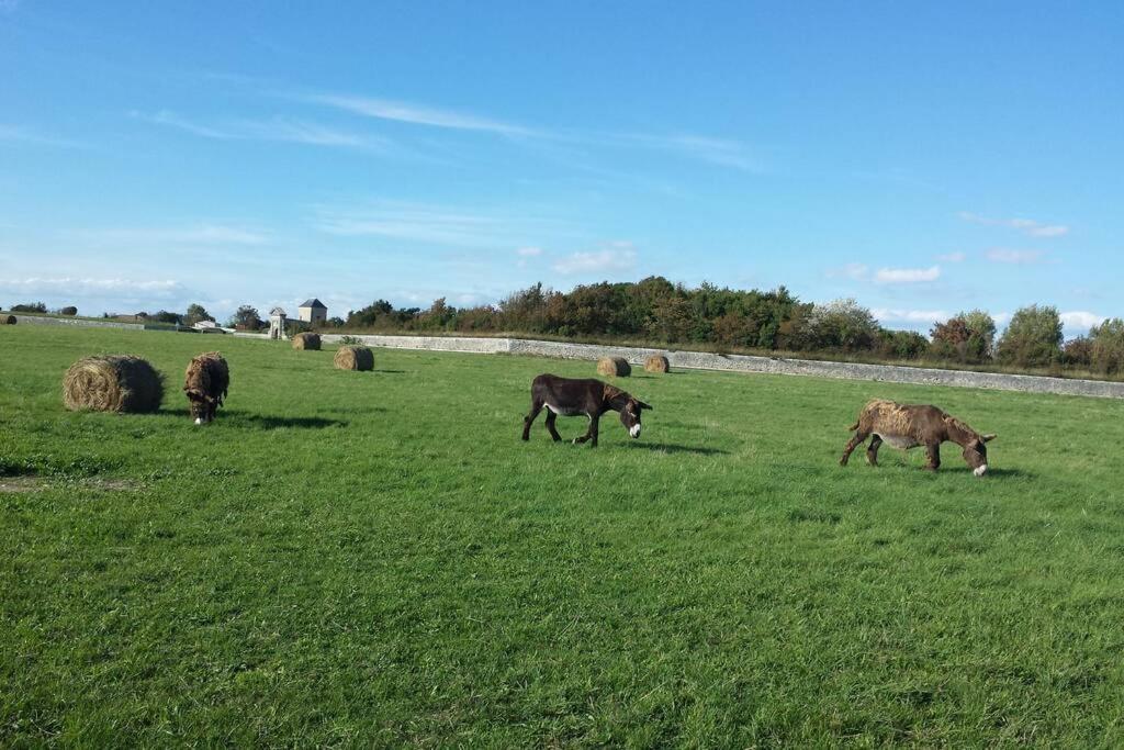 Beau T3 *** Pour 2 A 4 Pers Avec Patio Privatif Lejlighed La Couarde-sur-Mer Eksteriør billede